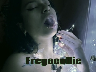 Freyacollie